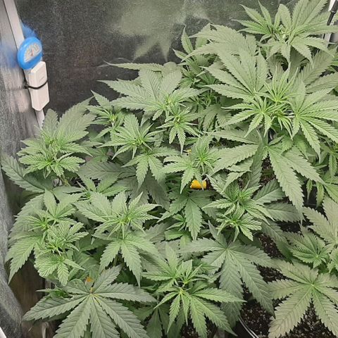 HP-00 growlog timeline photo