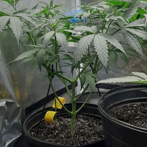HP-00 growlog timeline photo