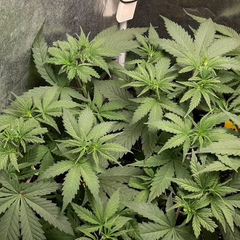 HP-00 growlog timeline photo