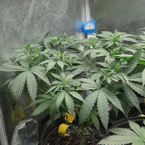 HP-00 growlog timeline photo