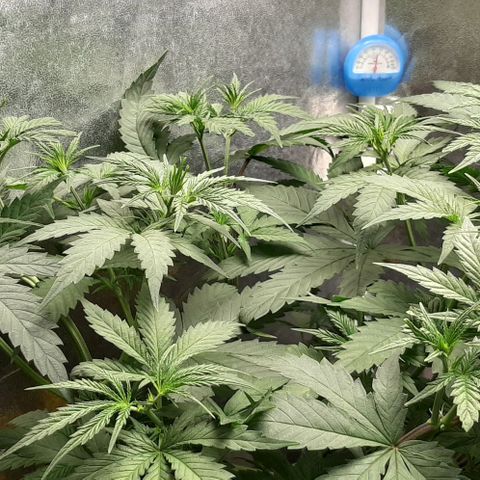 HP-00 growlog timeline photo