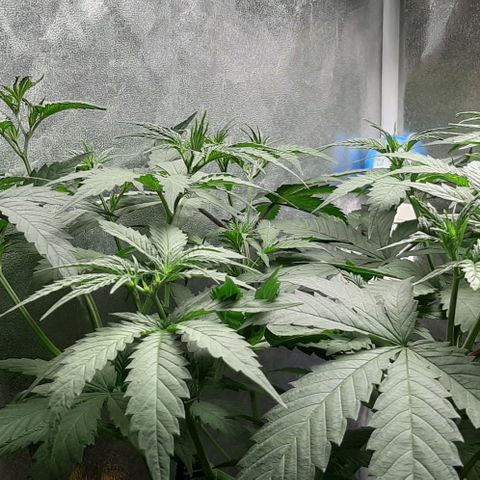 HP-00 growlog timeline photo