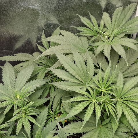 SB1-00 growlog timeline photo
