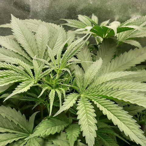 SB1-00 growlog timeline photo