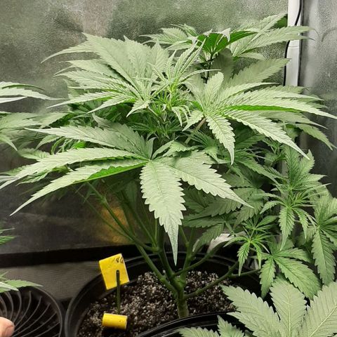SB1-00 growlog timeline photo