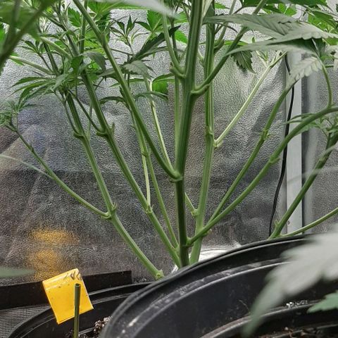 SB1-00 growlog timeline photo