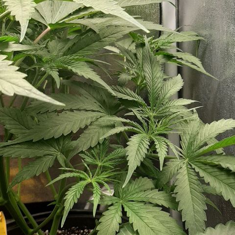 SB1-00 growlog timeline photo