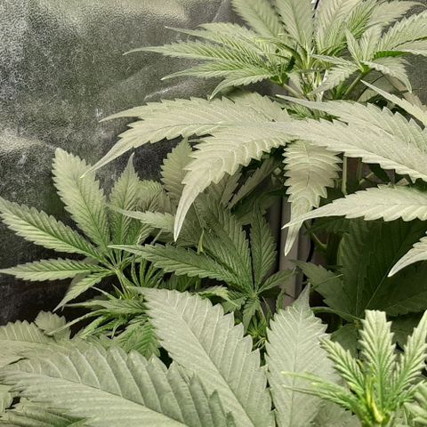 SB1-00 growlog timeline photo