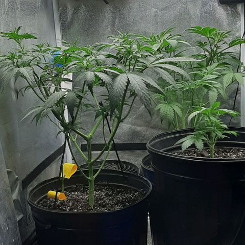 HP-00 growlog photo: More Defoliation