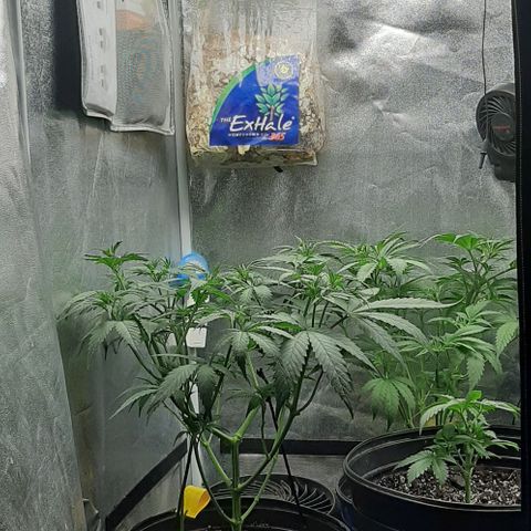 HP-00 growlog photo: More Defoliation