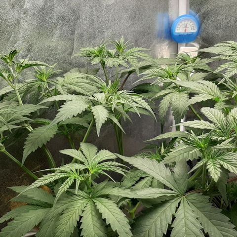 HP-00 growlog photo: More Defoliation