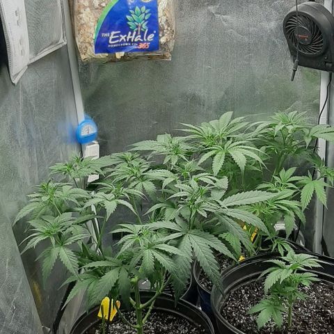 HP-00 growlog photo: More Defoliation