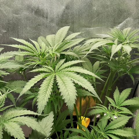 HP-00 growlog photo: More Defoliation