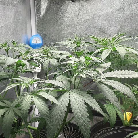 HP-00 growlog photo: More Defoliation