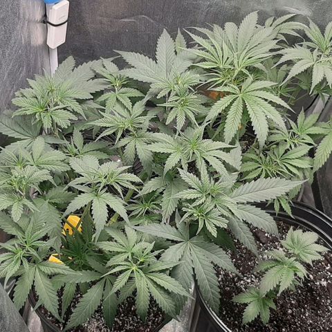 HP-00 growlog photo: More Defoliation