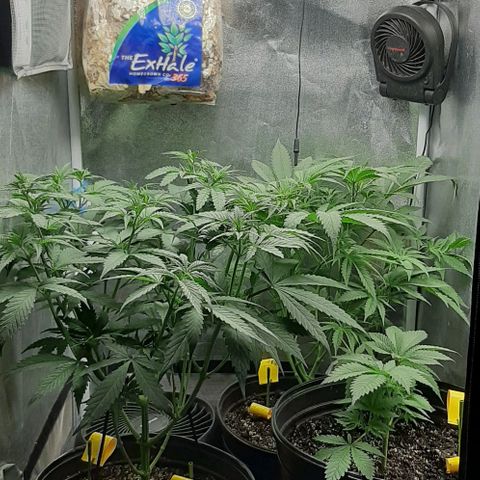 HP-00 growlog timeline photo