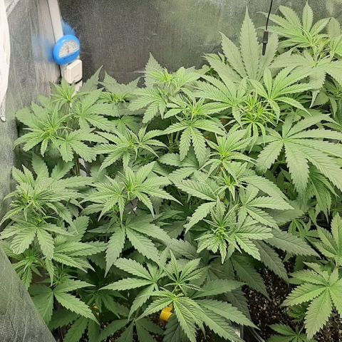 HP-00 growlog timeline photo