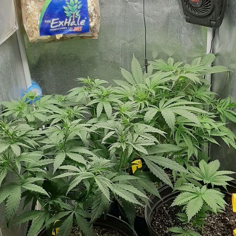 HP-00 growlog timeline photo