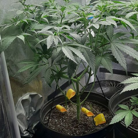 HP-00 growlog timeline photo