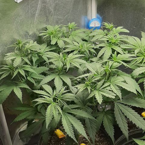 HP-00 growlog timeline photo