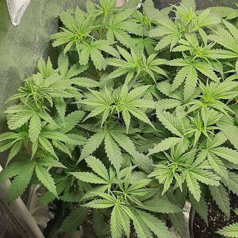 HP-00 growlog timeline photo