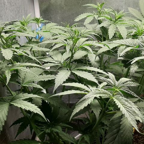 HP-00 growlog timeline photo