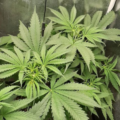 SB1-00 growlog timeline photo