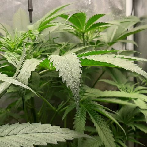 SB1-00 growlog timeline photo