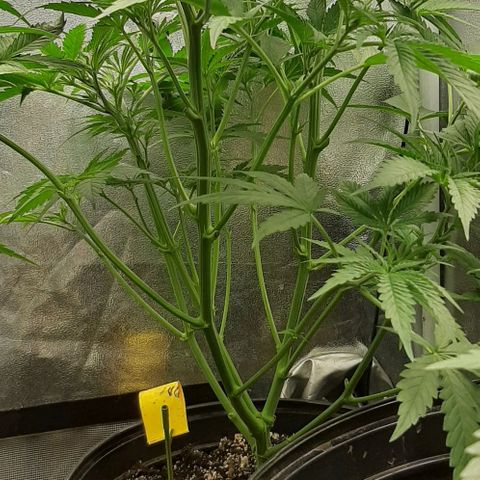 SB1-00 growlog timeline photo