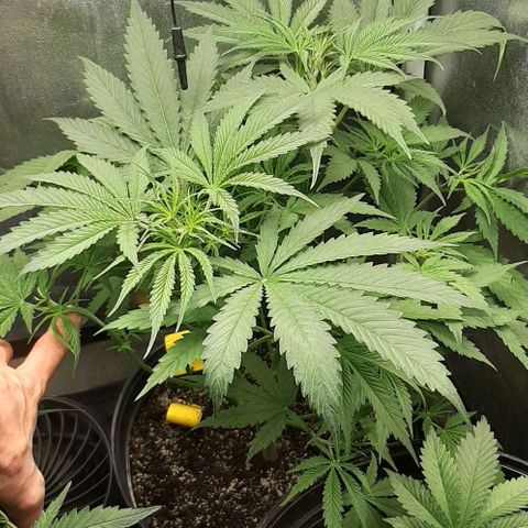 SB1-00 growlog timeline photo