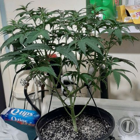 HP-00 growlog timeline photo