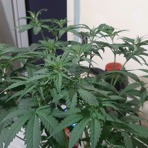 HP-00 growlog timeline photo