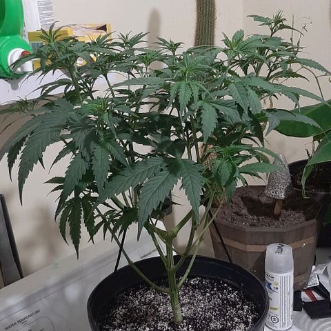 HP-00 growlog timeline photo