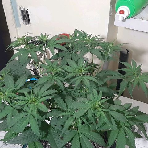 HP-00 growlog timeline photo