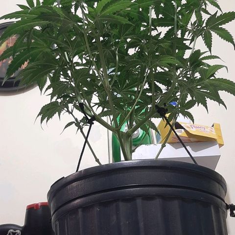 HP-00 growlog timeline photo