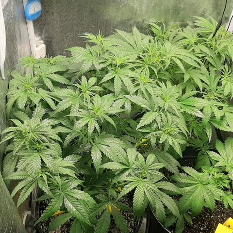 HP-00 growlog timeline photo