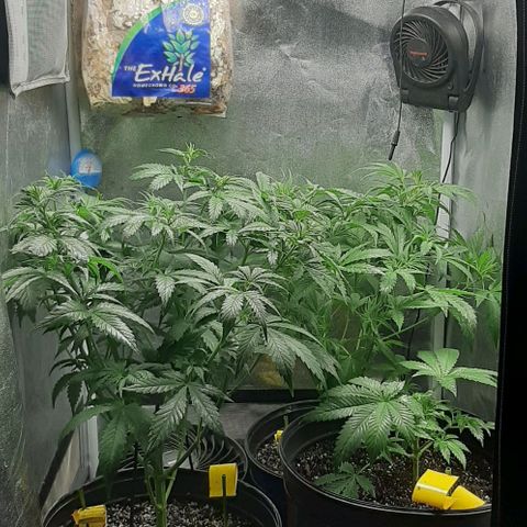 HP-00 growlog timeline photo