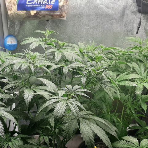 HP-00 growlog timeline photo