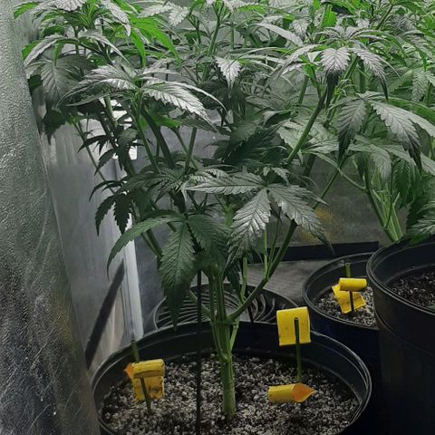 HP-00 growlog timeline photo