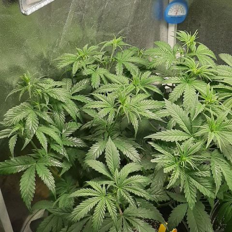 HP-00 growlog timeline photo