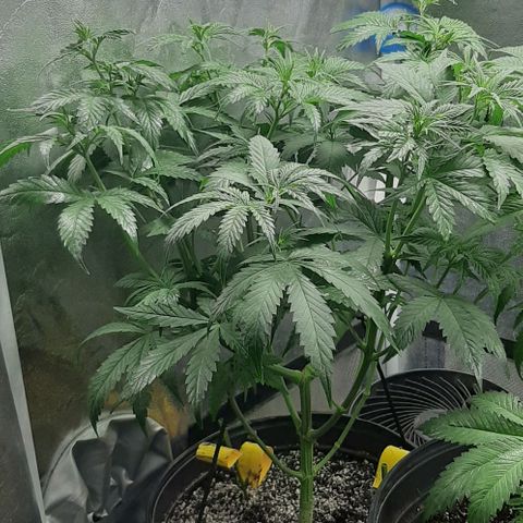 HP-00 growlog timeline photo