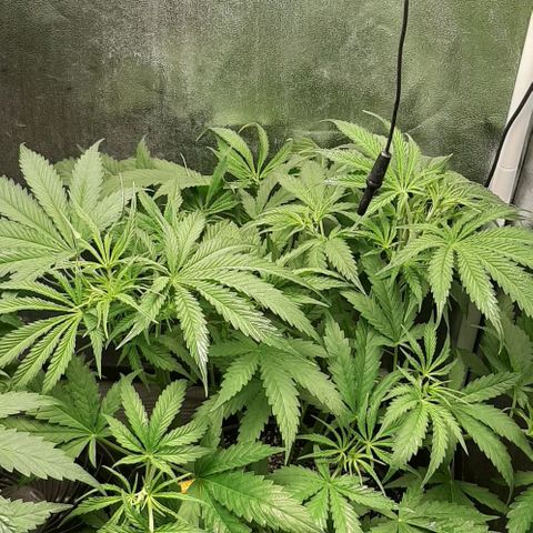 SB1-00 growlog timeline photo