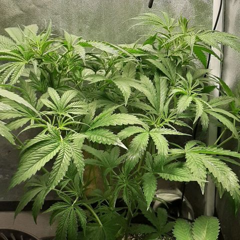 SB1-00 growlog timeline photo
