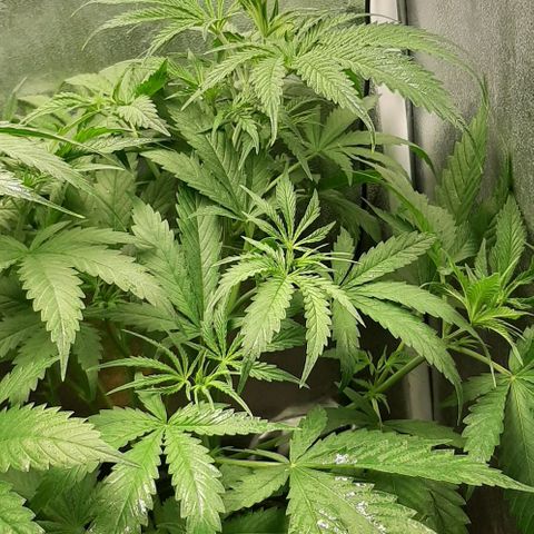 SB1-00 growlog timeline photo