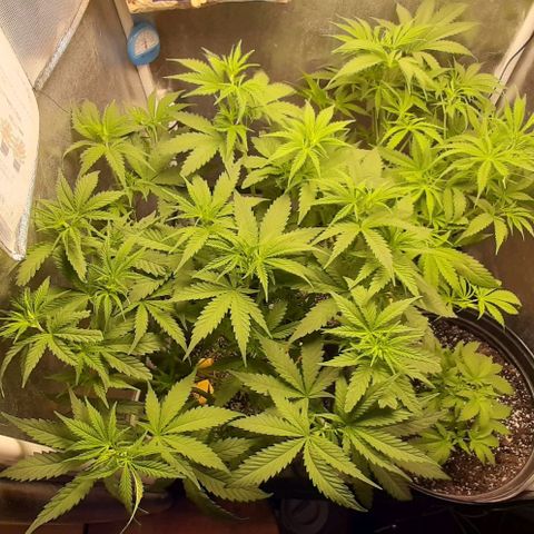 HP-00 growlog timeline photo