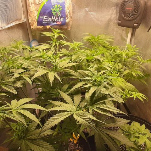 HP-00 growlog timeline photo