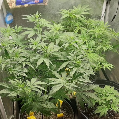HP-00 growlog timeline photo