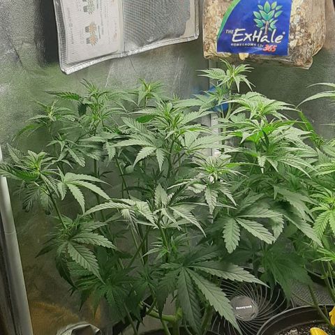 HP-00 growlog timeline photo
