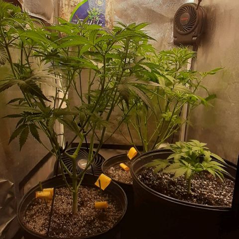 HP-00 growlog timeline photo