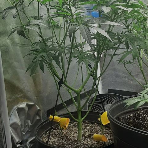 HP-00 growlog timeline photo